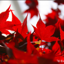 Color Inspiration: Red | EvinOK.com