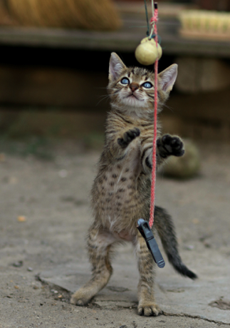 cat playing with homemade toy