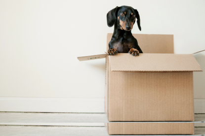 dog playing in empty box