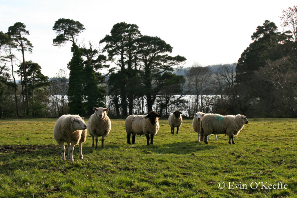 Irish sheep by Evin Bail OKeeffe