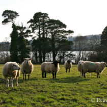 Irish sheep by Evin Bail OKeeffe
